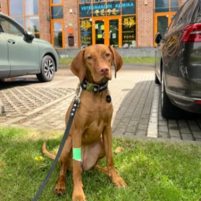 Čilė suėdė ibuprofeną! Pasekmės? Čilė suėdė ibuprofeną! Pasekmės?