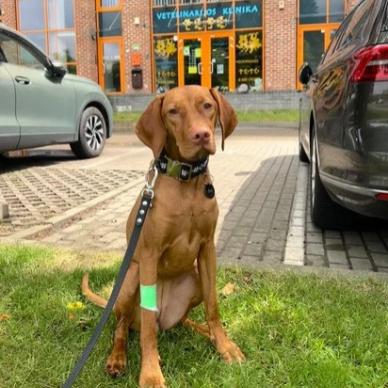 Čilė suėdė ibuprofeną! Pasekmės?