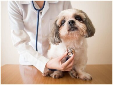 Šunų ligos – šuns širdies ligos – širdies ligų diagnostika